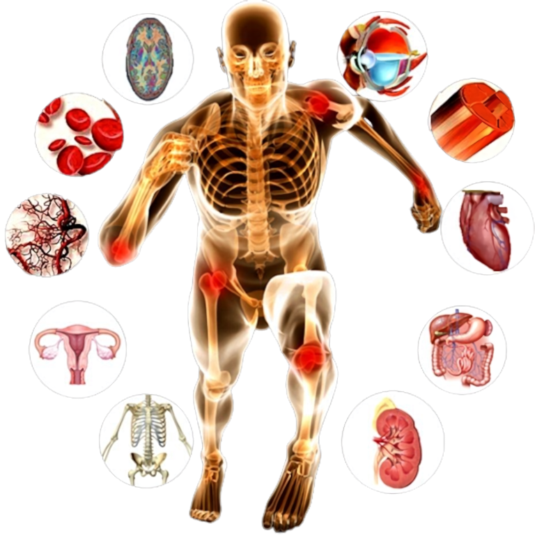 anatomy-physiology-clipart-clipartfest-within-removebg-preview